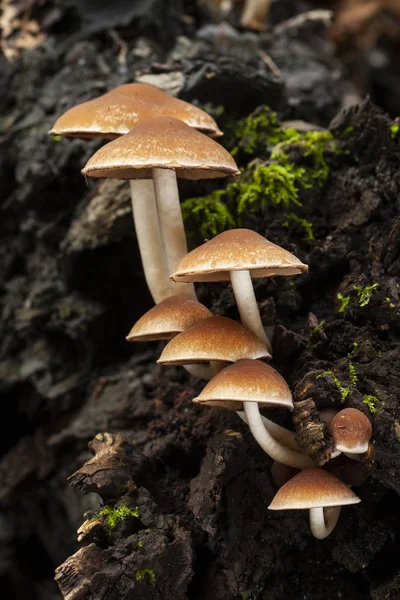 Psathyrella Piluliformis Growing Dead Tree Trunk Spain — Stock Photo, Image