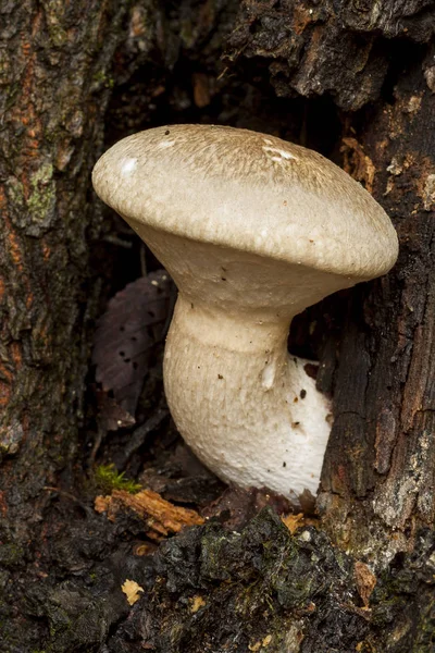 Junger Pleurotus Dryinus Der Auf Einem Abgestorbenen Baumstamm Wächst Leon — Stockfoto