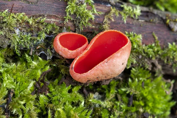 Sarcoscypha coccinea, yaygın olarak bilinen adıyla Scarlet peziza, Scarlet Cüce Kupa, Kırmızı Leprikon Şapka, orman zemininde yetişiyor.