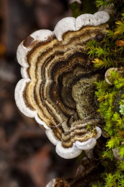 Trametes versicolor, büyüyen ölü bir gövde yosun ile kaplı.