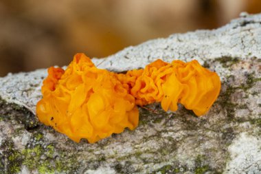 Ölü bir dalda büyüyen Tremella Mesenterica mantarları. İspanya