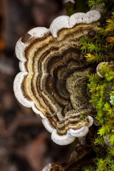 Trametes versicolor, büyüyen ölü bir gövde yosun ile kaplı.
