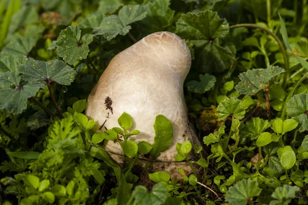 Endoptychum agaricoides growing among the herbs. Selective focus. Mushroom close-up. Shallow depth of field Spain