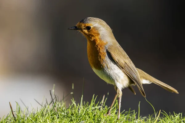 Erithacus Rubecula Petirrojo Europeo Posado Hierba Busca Comida — Foto de Stock