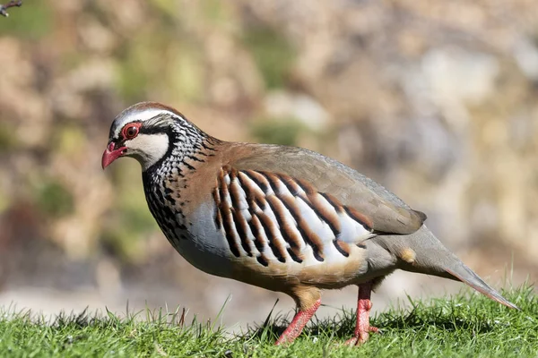 Pernice Rossa Alectoris Rufa Singolo Uccello Sull Erba Nel Suo — Foto Stock