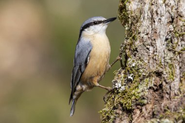 Sitta europaea (Avrasya tımarhanesi) yeşil arka planda yosunlu bir gövdeye tünemiştir.