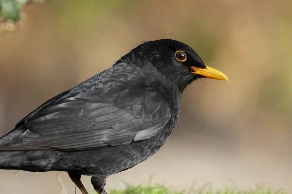 Portrét Turdus Merula Obyčejný Kos Sedící Trávě Rozostřeném Zeleném Pozadí — Stock fotografie