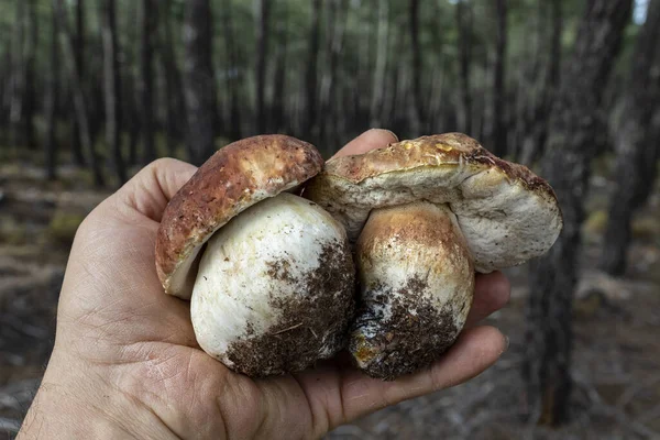 Boletus pinophilus, white mushroom in the forest.. Picking mushrooms in the forest. Two white mushrooms in one hand.
