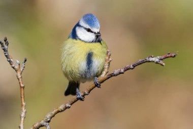 Siyanistes caeruleus (Avrasya Büyük Memesi), odaklanmamış turuncu arka plana karşı bir dala tünemiştir. İspanya