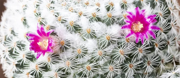 Primo Piano Delle Spine Dei Fiori Rosa Una Mammillaria Hahniana — Foto Stock