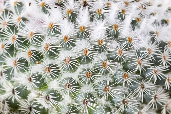 Κοντινό Πλάνο Των Αγκαθιών Μιας Mammillaria Hahniana — Φωτογραφία Αρχείου