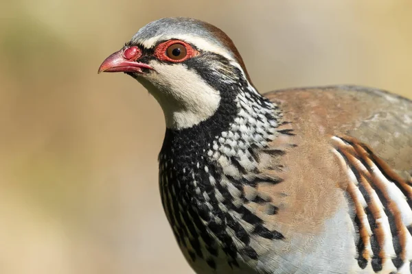 Porträtt Alectoris Rufa Rödbenad Rapphöna Enhetlig Grön Bakgrund — Stockfoto