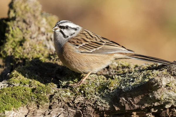 Emberiza (Rock Bunting), yosunlu bir gövdede tek bir kuş, İspanya