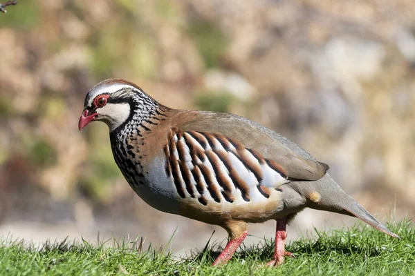 Röd Rapphöna Alectoris Rufa Enda Fågel Gräset Sin Naturliga Miljö — Stockfoto