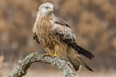Kırmızı uçurtma (Milvus milvus), tek bir sonbahar arka planında meşe dalına tünemiştir. İspanya