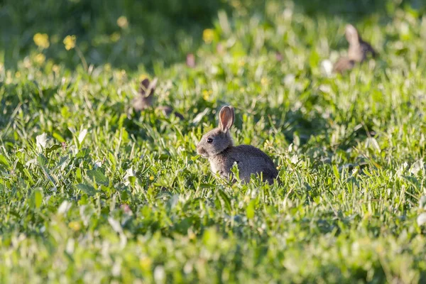 Ευρωπαϊκός Λαγός Oryctolagus Cuniculus Μικρά Κουνέλια Που Τρώνε Στο Λιβάδι — Φωτογραφία Αρχείου