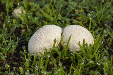 Lycoperdon perlatum, çayırların arasında yetişiyor. İspanya
