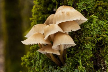 Mycena galericulata, ormandaki ölü yosunlu bir gövdede büyüyor. İspanya