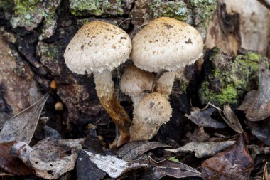 Pholiota adaları, ormandaki ölü bir ağacın dibinde yetişiyor. İspanya