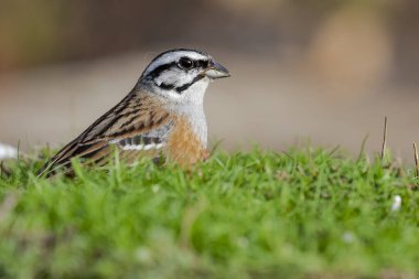 Emberiza 'nın portresi (Rock Bunting) tek bir arka planda çimlerin üzerine tünemişti. İspanya