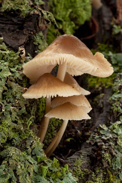 Mycena Galericulata Growing Dead Mossy Trunk Forest Spain — Stock Photo, Image