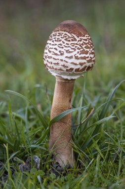 Genç makrolepiota çayırların arasında büyümeye devam ediyor. İspanya