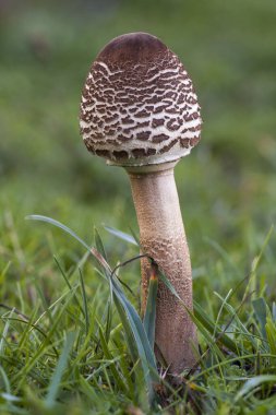 Genç makrolepiota çayırların arasında büyümeye devam ediyor. İspanya