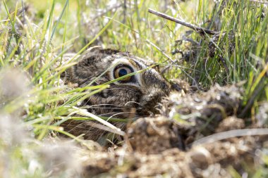 Avrupa tavşan başı (Lepus europaeus) bitki örtüsü arasında kamufle oldu. İspanya