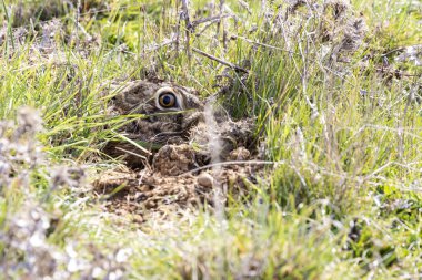 Avrupa tavşan başı (Lepus europaeus) bitki örtüsü arasında kamufle oldu. İspanya