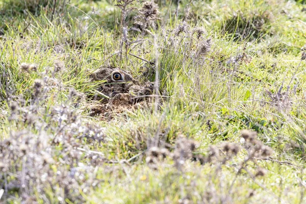 Avrupa tavşan başı (Lepus europaeus) bitki örtüsü arasında kamufle oldu. İspanya