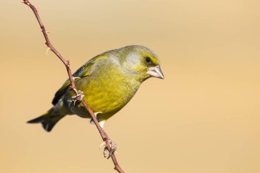 Kloris kloris, Avrupa ispinozu, altın arka planda tek bir dalın üzerine tünemiş. İspanya