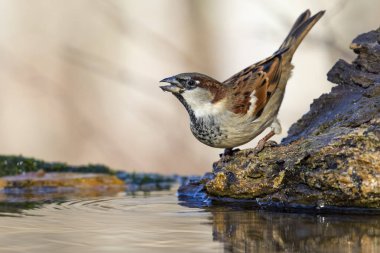 Erkek Serçe, Passer Housticus, kütüğe tünemiş bir derede içiyor. İspanya