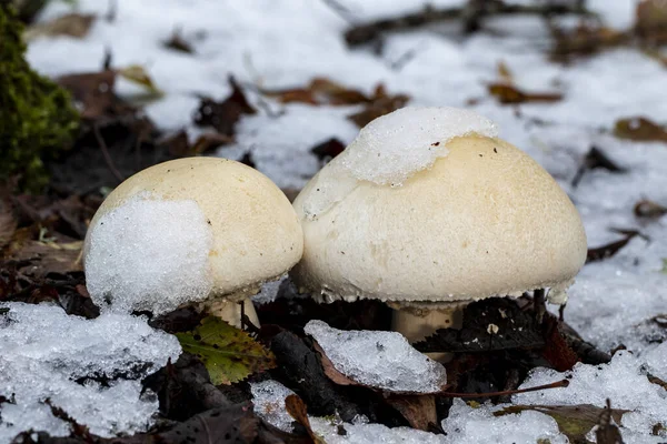 Agaricus silvicola growing on the forest floor among the snow. Spain