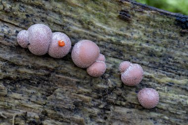Lycogala epidendrum, kurt sütü olarak bilinir, sonbaharda ormanda ölü bir kütükte yetişir. İspanya