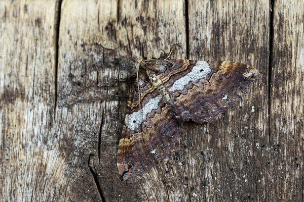 Schouderstreep Earophila Badiata Geposeerd Gecamoufleerd Een Houten Plank Spanje — Stockfoto