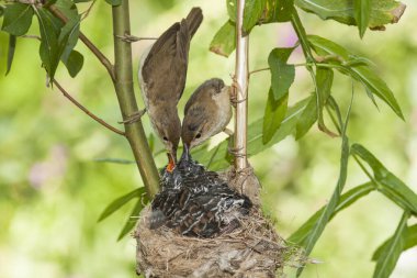 Guguk kuşu, guguk kuşu kanorusu. Evlat edinen anneler tarafından beslenen yuvadaki yavrular - Akrocephalus scirpaceus - Avrupa Warbler 'ı. İspanya