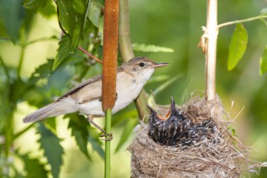 Guguk kuşu, guguk kuşu kanorusu. Evlat edinen anneler tarafından beslenen yuvadaki yavrular - Akrocephalus scirpaceus - Avrupa Warbler 'ı. İspanya