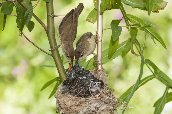 Kuckuck Cuculus Canorus Jungtiere Nest Die Von Ihren Adoptivmüttern Acrocephalus — Stockfoto