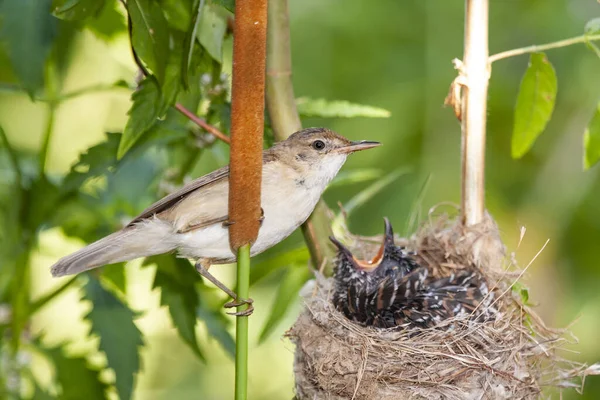 Cuco Común Cuculus Canorus Joven Nido Alimentado Por Sus Madres — Foto de Stock