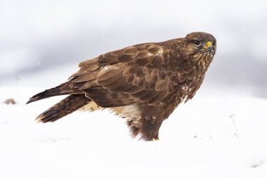 Yaygın bir şahinin seçici odak noktası, Buteo buteo, karda otururken İspanya...