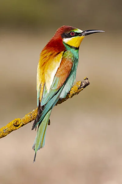 European Bee Eater Merops Apiaster Σκαρφαλωμένο Ένα Κλαδί Πάνω Ένα — Φωτογραφία Αρχείου