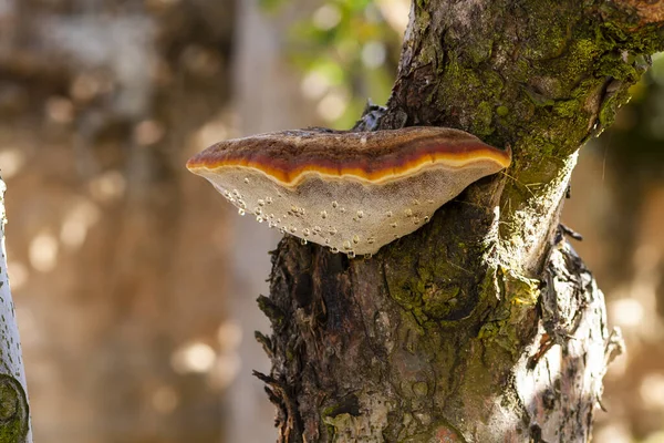 Inonotus hispidus, yaşlı bir elma ağacının gövdesinde büyüyor. İspanya
