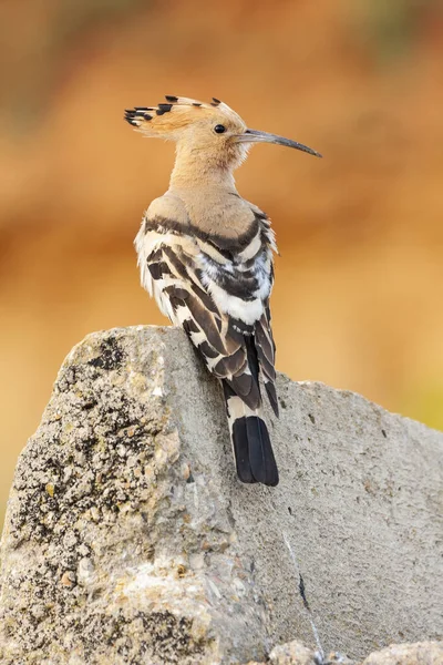 Hoopoe Upupa Epops Encaramado Espalda Sobre Una Roca Sobre Fondo — Foto de Stock