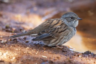 Dunnock, Prunella modülleri, derenin kenarına tünemiş. İspanya