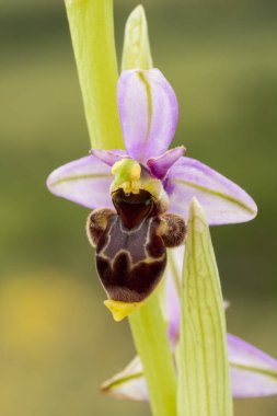 Odaklanmamış yeşil bir arkaplanda Epipactis palustris adlı güzel bir orkidenin seçici bir fotoğrafı. Len, İspanya