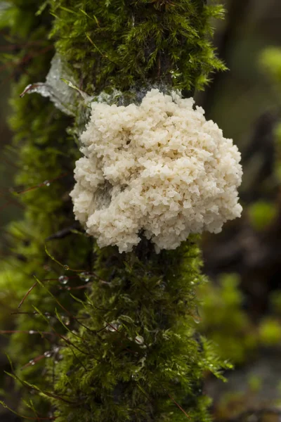 Fuligo Septica Creciendo Tronco Cubierto Musgo Verde España — Foto de Stock