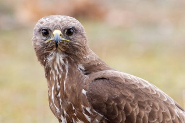 Sıradan bir akbaba, Buteo buteo, odaklanmamış bir arka planda yetişkin bir örneğin portresi. İspanya