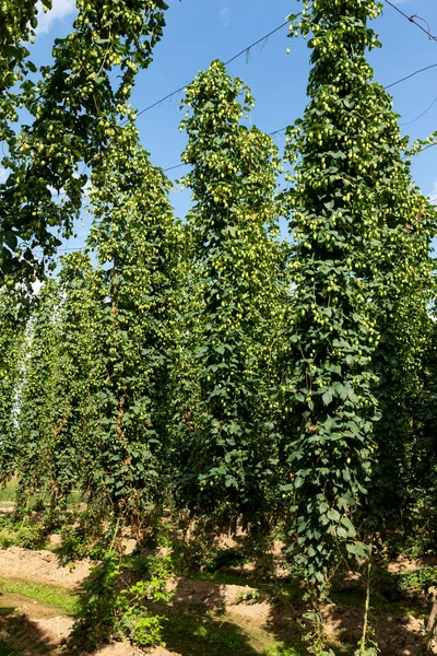 Typical Hop Plantation Beer Production Leon Northern Spain — Stock Photo, Image