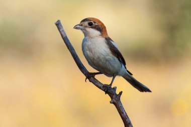 Woodchat Shrike, Senatör Lanius, odaklanmamış bir arka planda bir ağaç dalına tünedi. İspanya