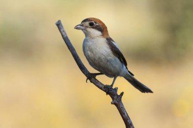 Woodchat Shrike, Senator Lanius, perched on a tree branch on a clear unfocused background . Spain clipart